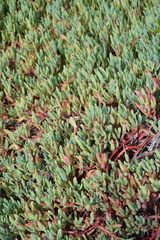 Sesuvium edmonstonei