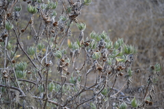 Scalesia villosa