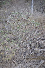 Scalesia villosa