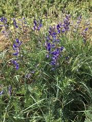 Vicia onobrychioides