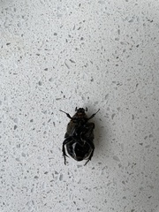 Chondropyga dorsalis