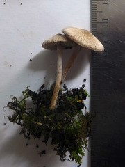 Inocybe griseoscabrosa