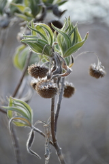 Scalesia villosa