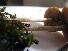 Inocybe griseoscabrosa