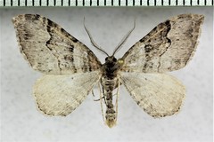 Xanthorhoe munitata