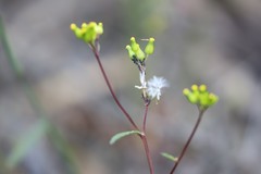 Senecio glossanthus