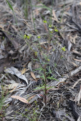 Senecio glossanthus