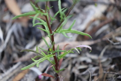 Senecio glossanthus