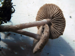 Inocybe griseoscabrosa