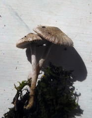 Inocybe griseoscabrosa