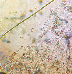 Inocybe griseoscabrosa
