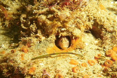 Hypsoblennius