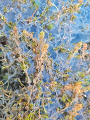 Myriophyllum triphyllum