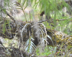 Isochilus