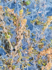 Myriophyllum triphyllum