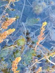 Myriophyllum triphyllum