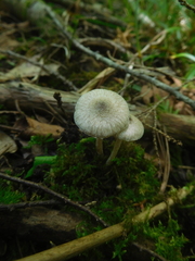 Inocybe griseoscabrosa