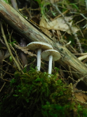 Inocybe griseoscabrosa