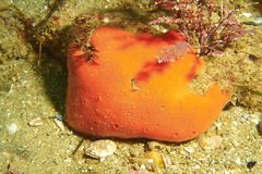 Dragmacidon mexicanum