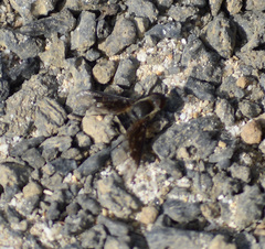 Hemipenthes galapagensis