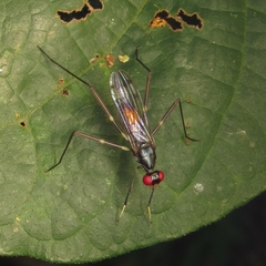 Micropezidae
