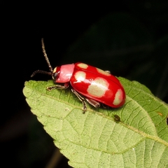 Omophoita sexnotata