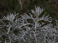 Senecio viravira