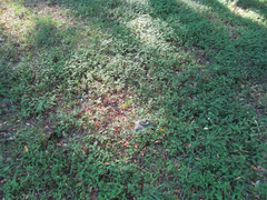 Polygonum ramosissimum