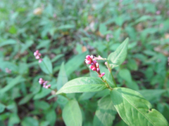 Polygonum ramosissimum