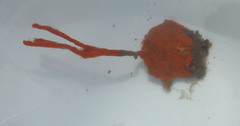 Clathria prolifera
