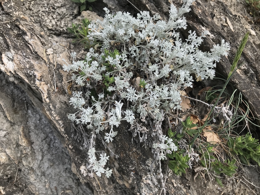 Artemisia vallesiaca (Swiss wormwood)