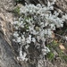 Artemisia vallesiaca - Photo (c) Muriel Bendel, some rights reserved (CC BY-NC), uploaded by Muriel Bendel