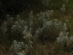 Senecio viravira