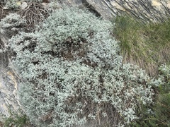 Artemisia vallesiaca