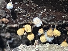Cribraria argillacea
