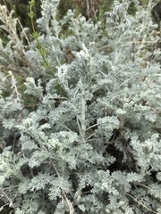 Artemisia vallesiaca