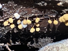 Cribraria argillacea