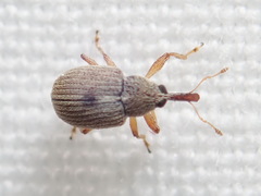 Anthonomus unipustulatus