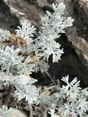 Artemisia vallesiaca