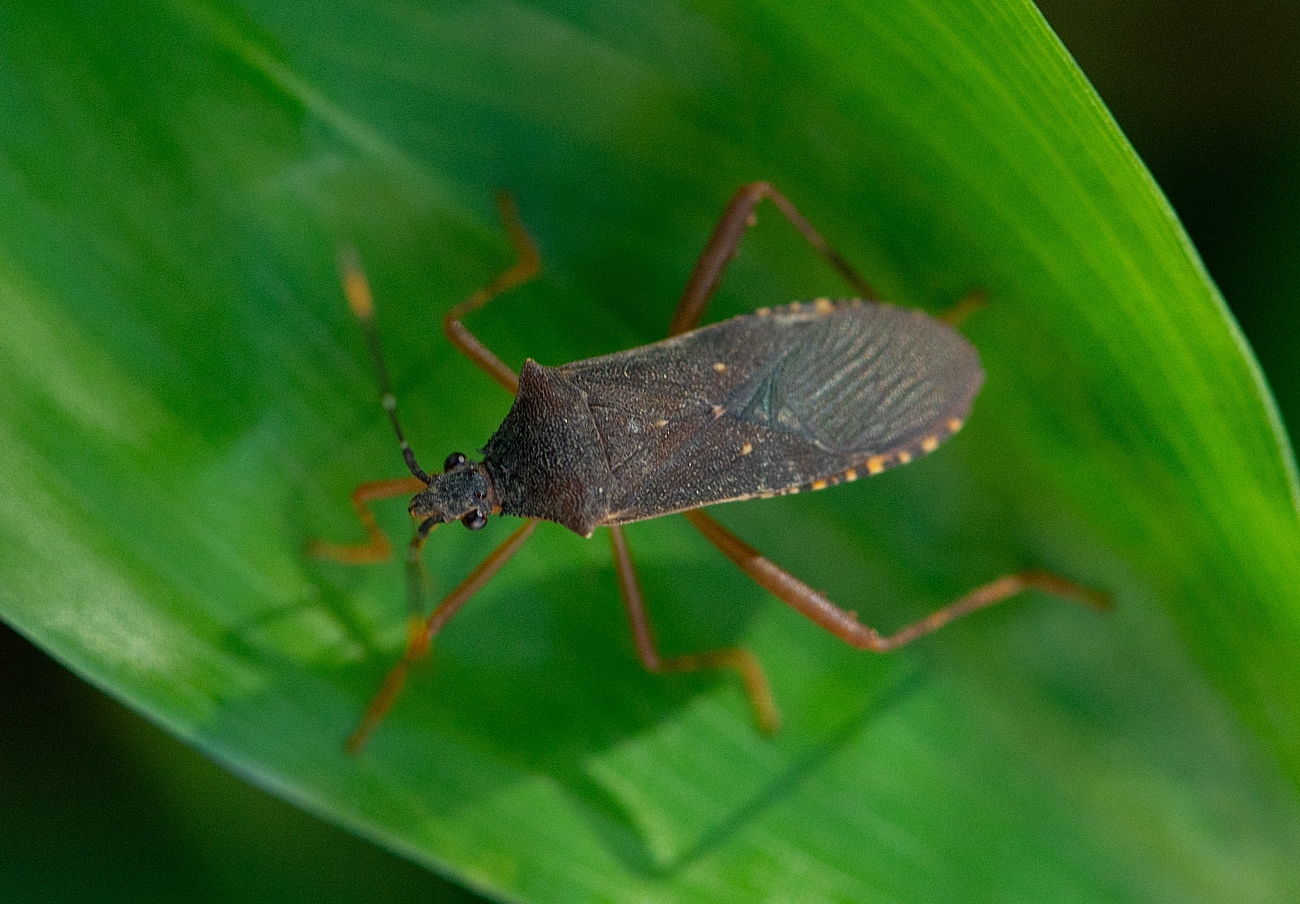 Leptoscelis elongator (Fabricius, 1803)