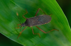 Leptoscelis elongator