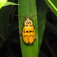 Chauliognathus spinipennis