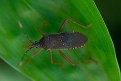 Leptoscelis elongator