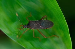 Leptoscelis elongator