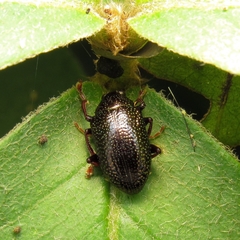 Sternocolaspis