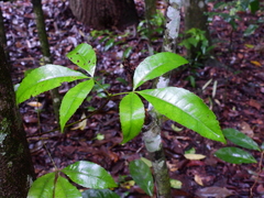 Pseudoweinmannia apetala