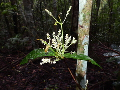 Pseudoweinmannia apetala