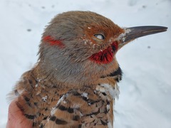 Colaptes auratus luteus × cafer