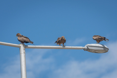 Milvus migrans parasitus