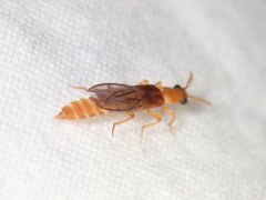 Mastinocerinae